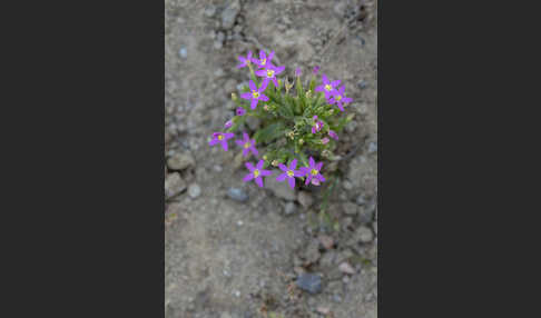 Kleines Tausendgüldenkraut (Centaurium pulchellum)