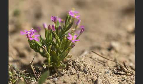 Kleines Tausendgüldenkraut (Centaurium pulchellum)