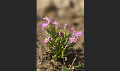 Kleines Tausendgüldenkraut (Centaurium pulchellum)