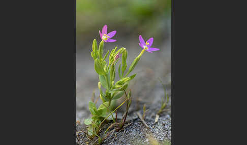 Kleines Tausendgüldenkraut (Centaurium pulchellum)