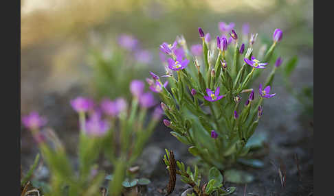 Kleines Tausendgüldenkraut (Centaurium pulchellum)