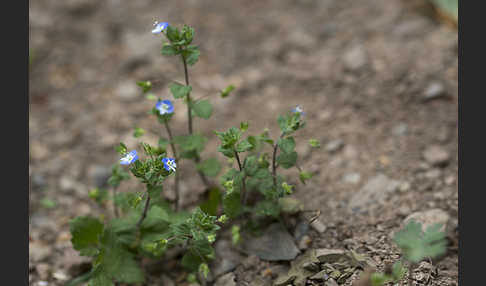 Persischer Ehrenpreis (Veronica persica)