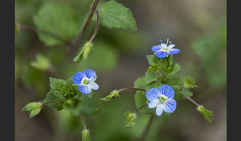 Persischer Ehrenpreis (Veronica persica)