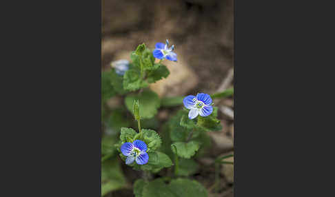 Persischer Ehrenpreis (Veronica persica)