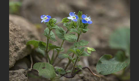 Persischer Ehrenpreis (Veronica persica)