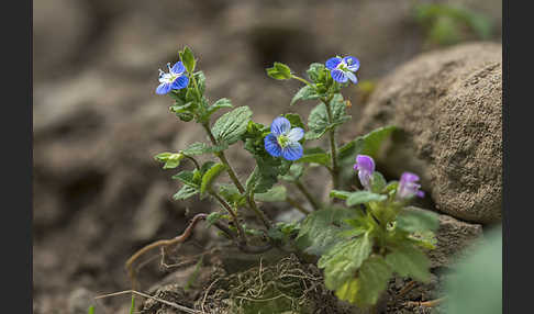 Persischer Ehrenpreis (Veronica persica)