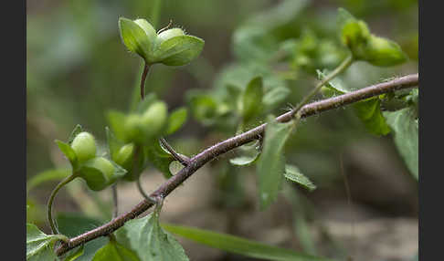 Persischer Ehrenpreis (Veronica persica)