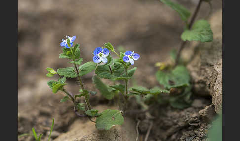 Persischer Ehrenpreis (Veronica persica)