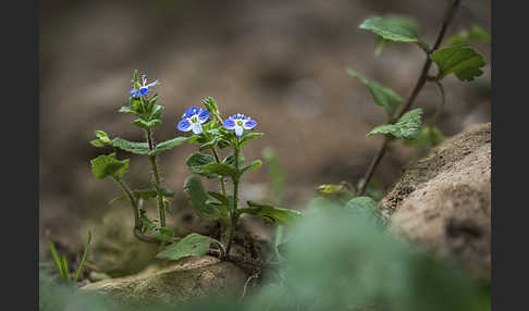 Persischer Ehrenpreis (Veronica persica)