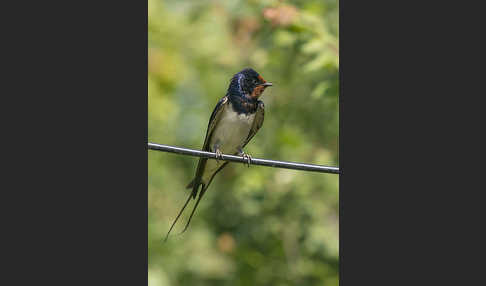 Rauchschwalbe (Hirundo rustica)