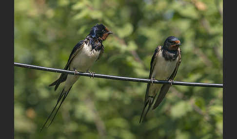 Rauchschwalbe (Hirundo rustica)