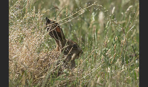 Feldhase (Lepus europaeus)