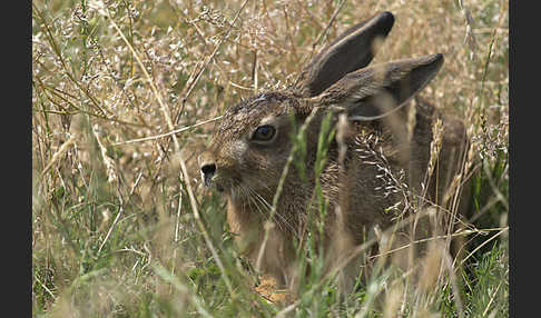 Feldhase (Lepus europaeus)