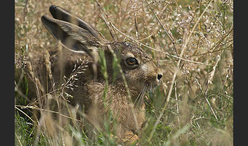 Feldhase (Lepus europaeus)