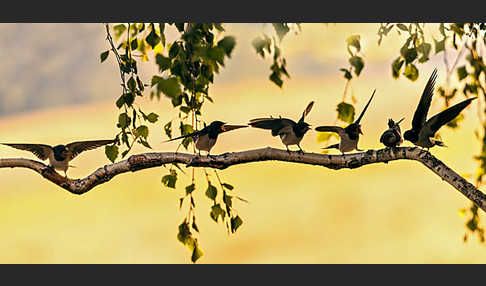 Rauchschwalbe (Hirundo rustica)