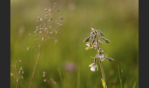 Sumpf-Sitter (Epipactis palustris)