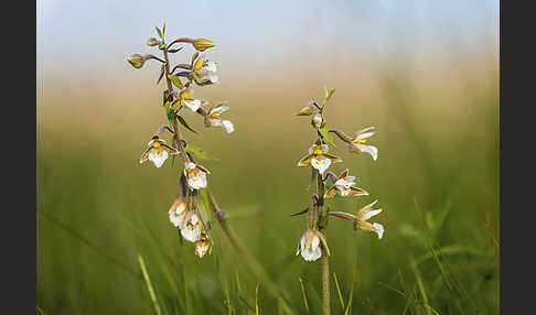 Sumpf-Sitter (Epipactis palustris)