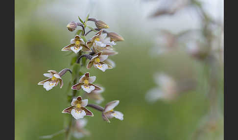 Sumpf-Sitter (Epipactis palustris)