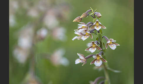 Sumpf-Sitter (Epipactis palustris)