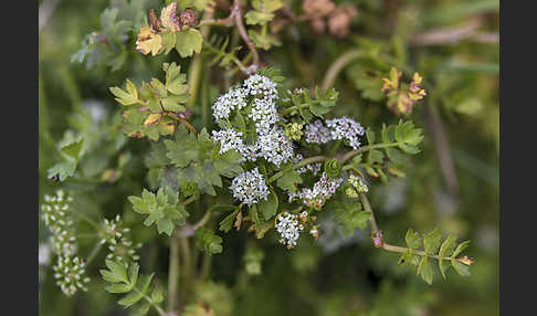 Kriechender Sellerie (Apium repens)