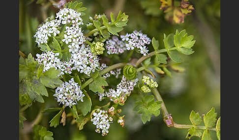 Kriechender Sellerie (Apium repens)