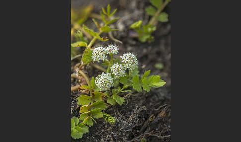 Kriechender Sellerie (Apium repens)