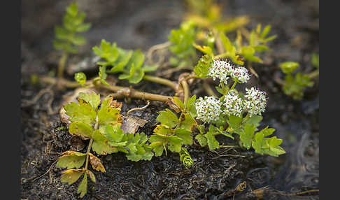 Kriechender Sellerie (Apium repens)