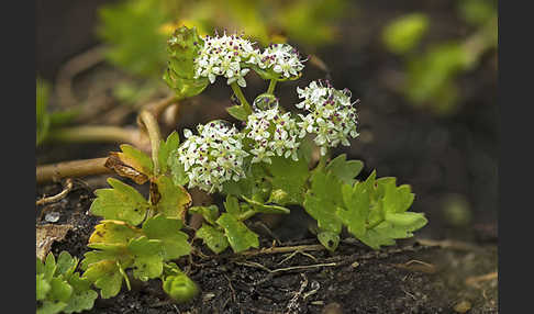 Kriechender Sellerie (Apium repens)