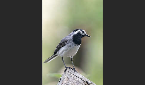 Bachstelze (Motacilla alba)