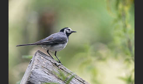 Bachstelze (Motacilla alba)