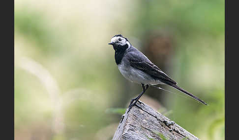 Bachstelze (Motacilla alba)