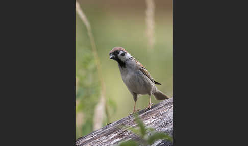 Feldsperling (Passer montanus)