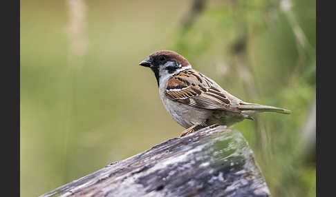 Feldsperling (Passer montanus)