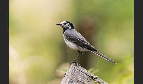 Bachstelze (Motacilla alba)