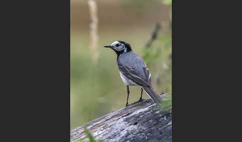 Bachstelze (Motacilla alba)