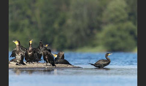 Kormoran (Phalacrocorax carbo)