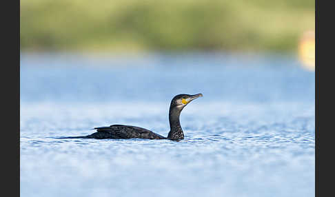 Kormoran (Phalacrocorax carbo)