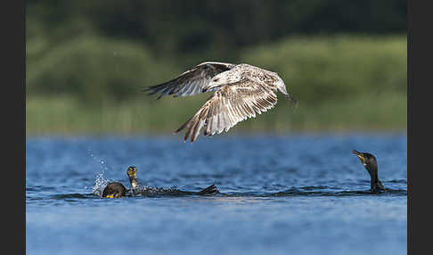 Kormoran (Phalacrocorax carbo)