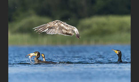 Kormoran (Phalacrocorax carbo)