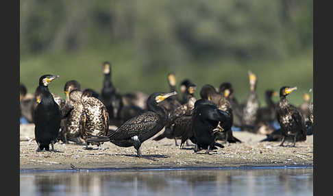 Kormoran (Phalacrocorax carbo)