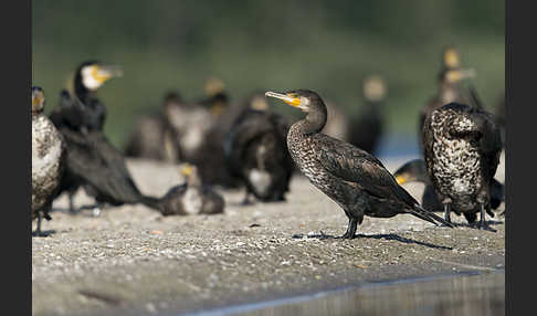 Kormoran (Phalacrocorax carbo)