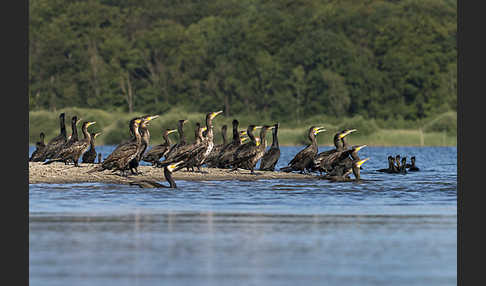 Kormoran (Phalacrocorax carbo)