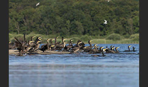 Kormoran (Phalacrocorax carbo)