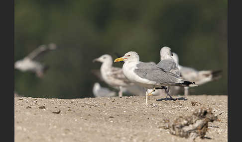 Silbermöwe (Larus argentatus)