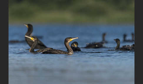 Kormoran (Phalacrocorax carbo)