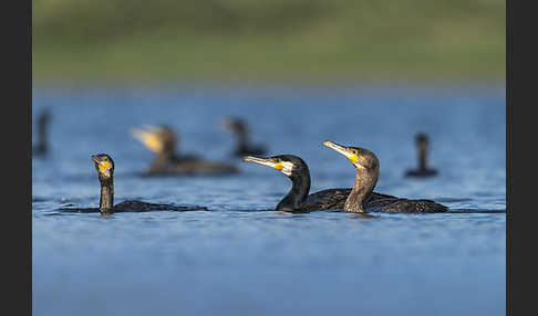 Kormoran (Phalacrocorax carbo)