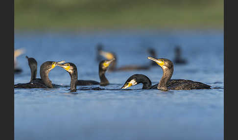 Kormoran (Phalacrocorax carbo)