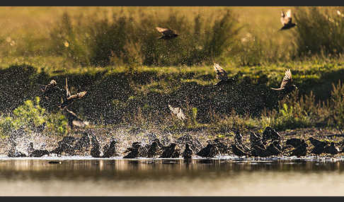 Star (Sturnus vulgaris)