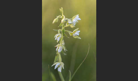 Sumpf-Sitter (Epipactis palustris)