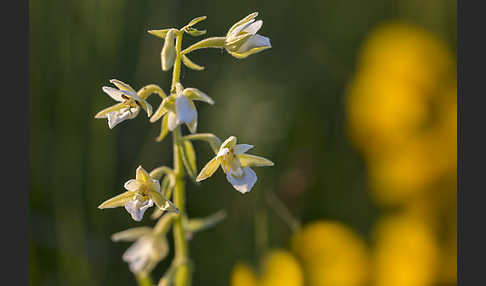 Sumpf-Sitter (Epipactis palustris)